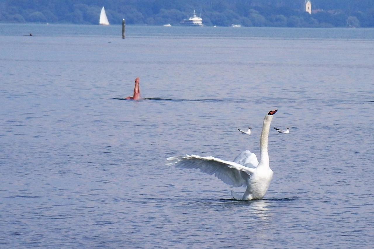 Gaestehaus Zum Landesteg Immenstaad am Bodensee Esterno foto