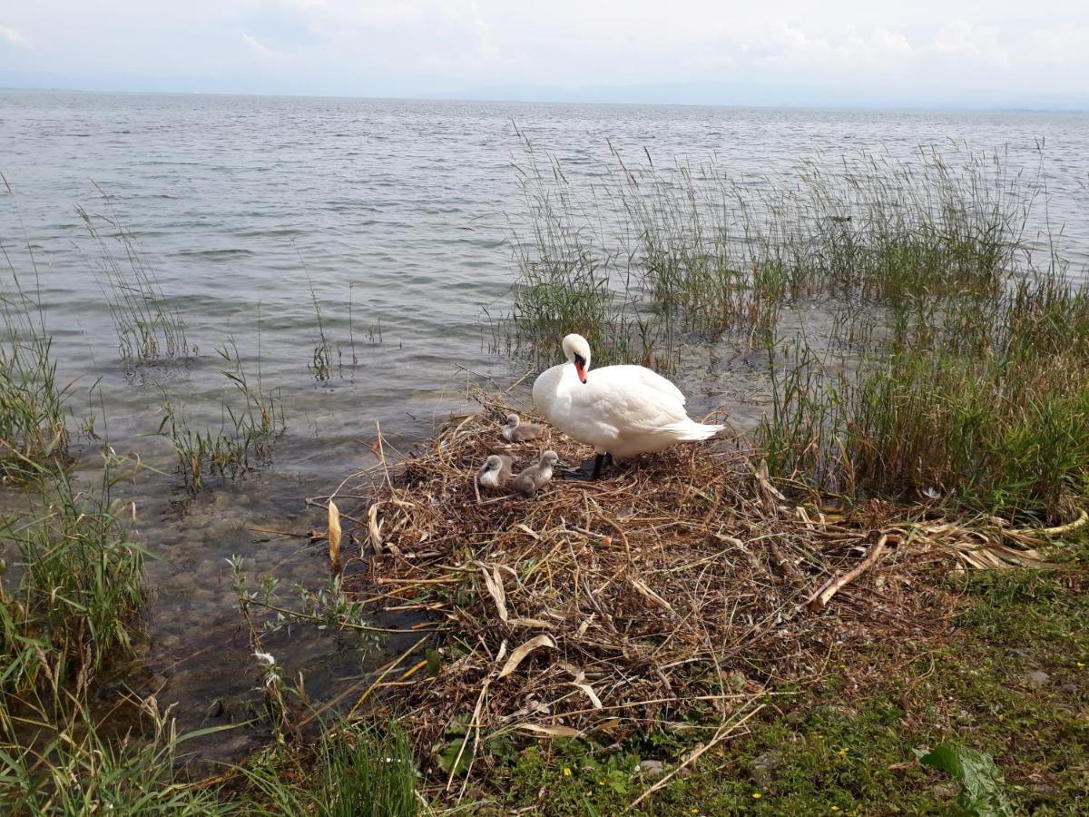 Gaestehaus Zum Landesteg Immenstaad am Bodensee Esterno foto